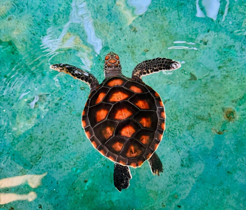 Sea Turtle Farm Galle Mahamodara-加勒必去景点