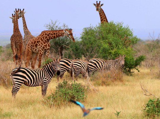 Ommy Kenya Safaris-瓦塔木必去景点