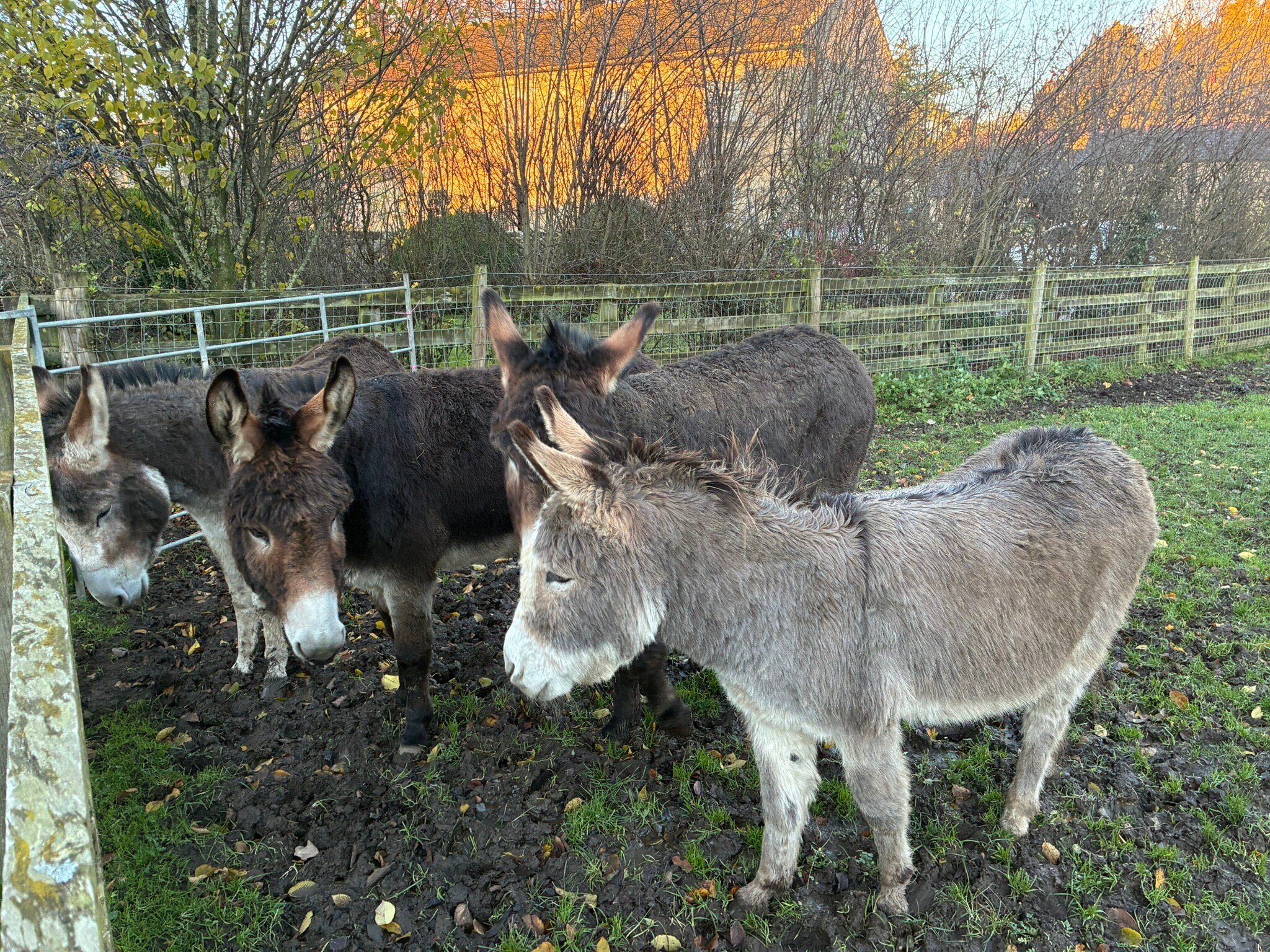 Holme Grange Farm-官方