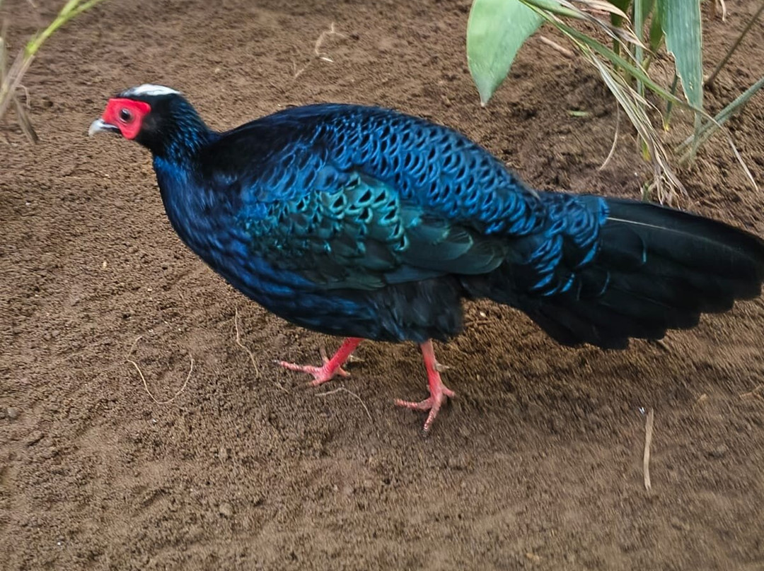 Bioparc Fuengirola-福恩吉罗拉必去景点