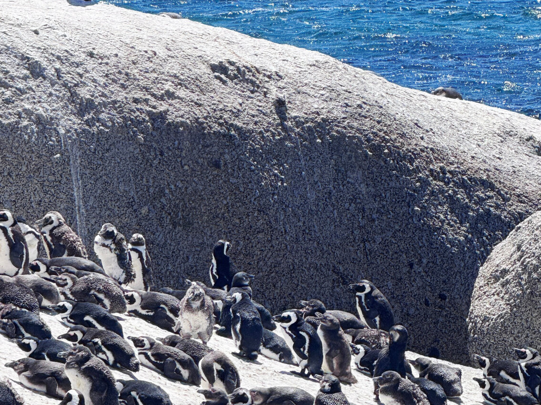 Cape Corporate Tours-开普敦中心区必去景点