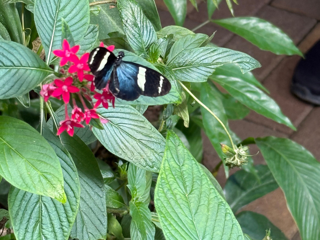Monteverde Butterfly Gardens-蒙特沃德必去景点