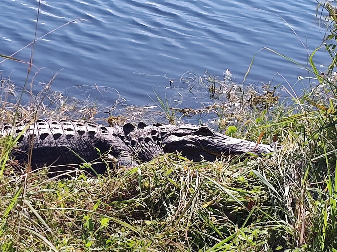 Lake Apopka Wildlife Drive-Apopka必去景点