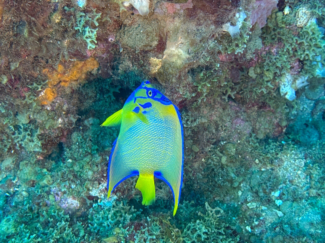 Donny's Watersports-Pointe Michel必去景点