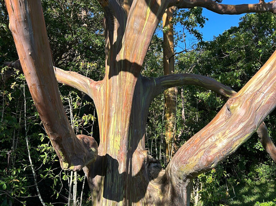 The Magic of Maui Experience-基黑必去景点