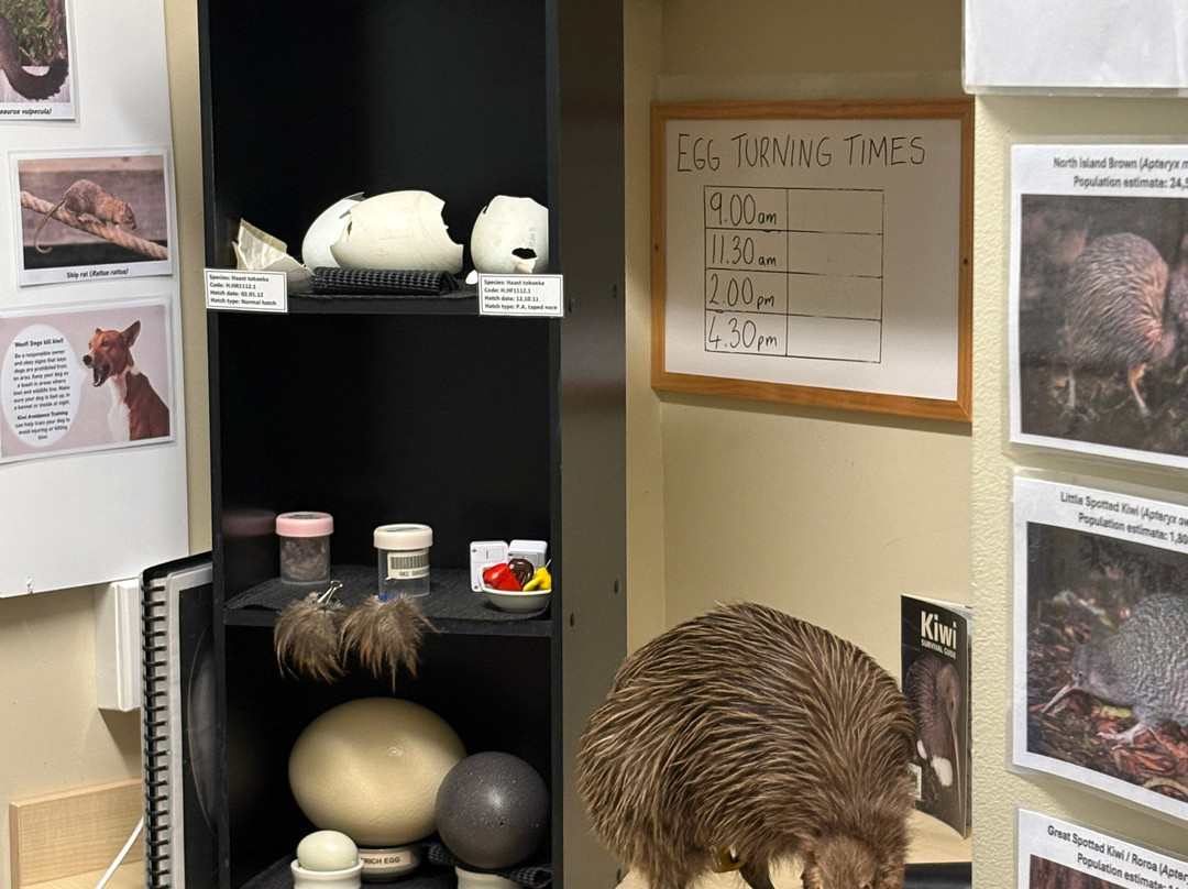 西海岸奇异鸟馆-弗朗茨约瑟夫（冰川）必去景点