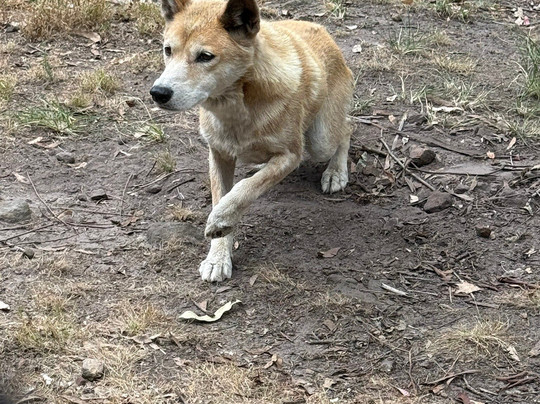 Potoroo Palace-梅林布拉必去景点