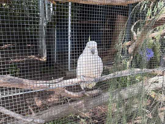 Potoroo Palace-梅林布拉必去景点