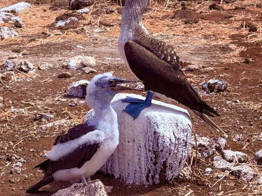 Uniquely Galapagos-阿约拉港必去景点