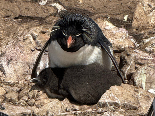Pebble Island-West Falkland必去景点