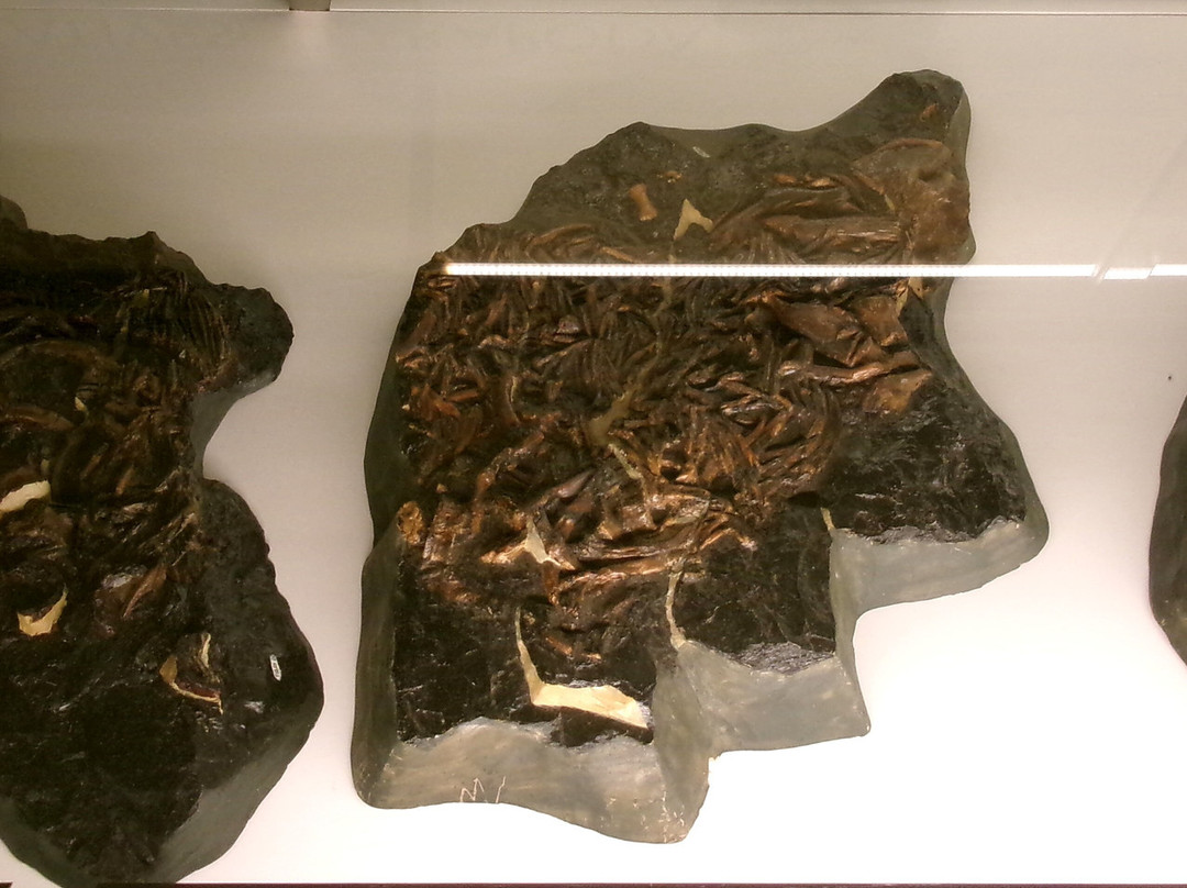 University Museum of Zoology-剑桥必去景点