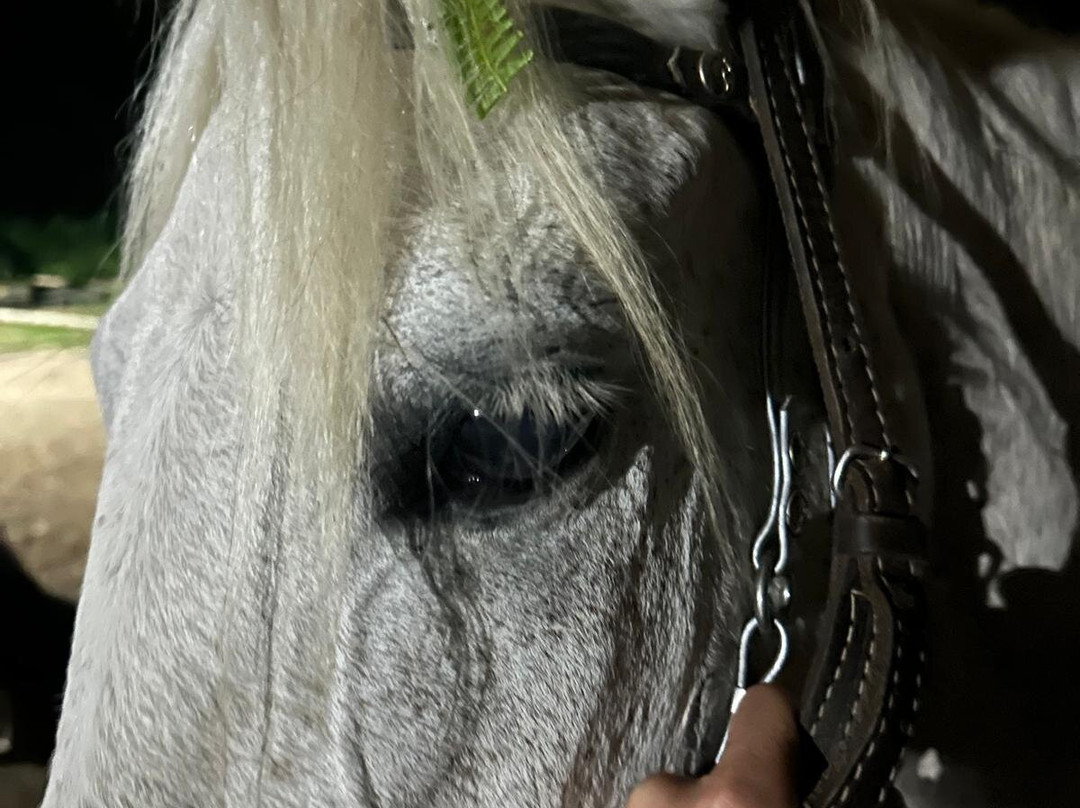 Criadero Rancho Aurora-卡利必去景点