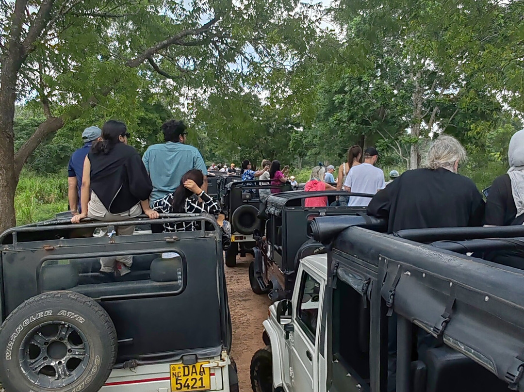 Minneriya jeep safari With Sujee-锡吉里亚必去景点