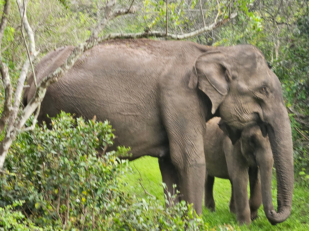 Harrysuni Tours-尼甘布必去景点