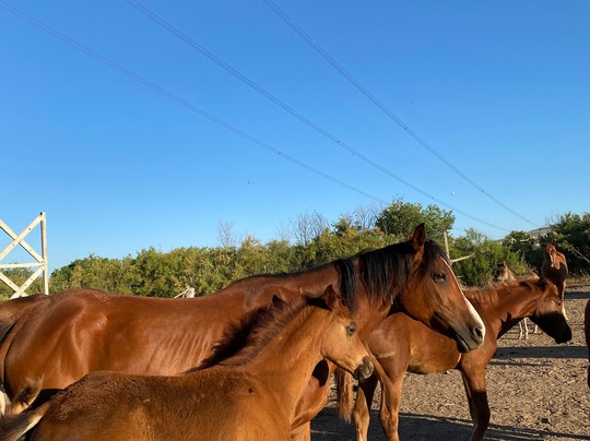 Akhal-Teke Horse Riding Center-阿瓦诺斯必去景点