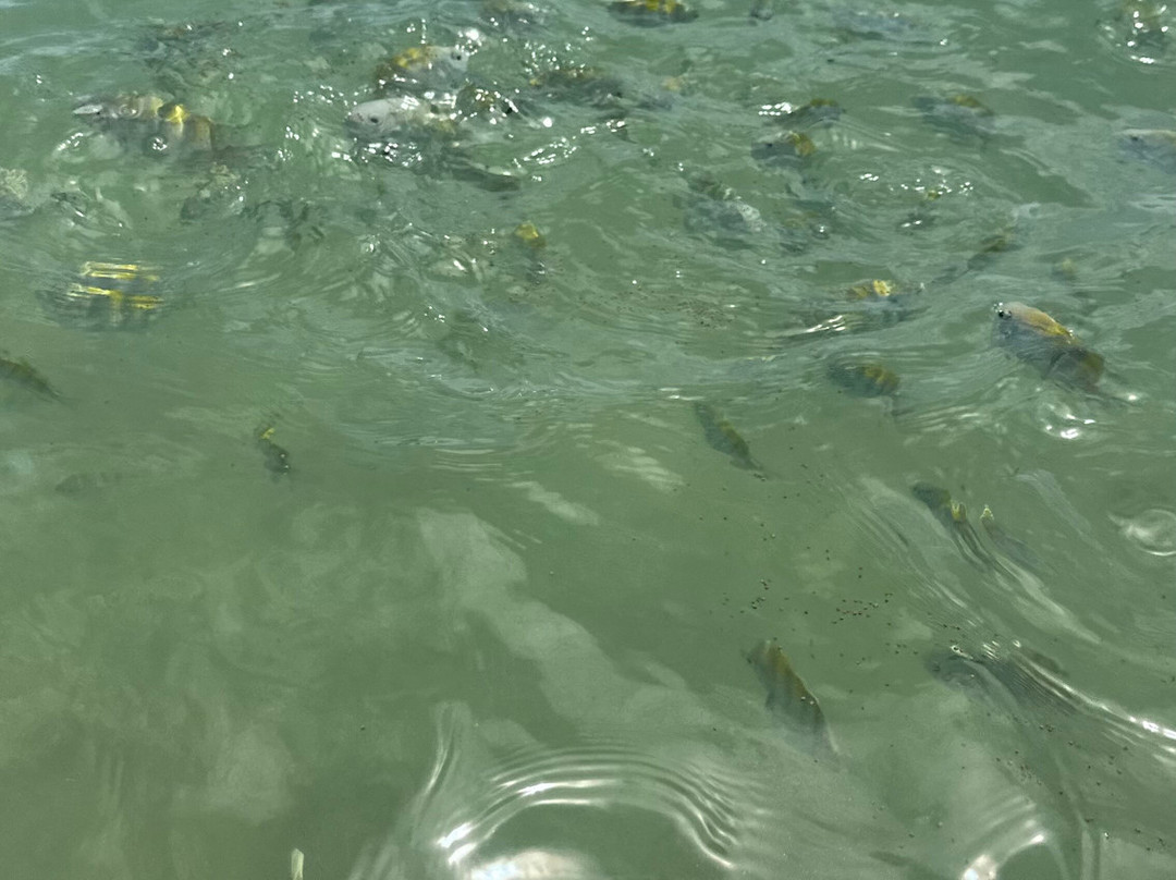 Pontal Tour-伊波茹卡必去景点