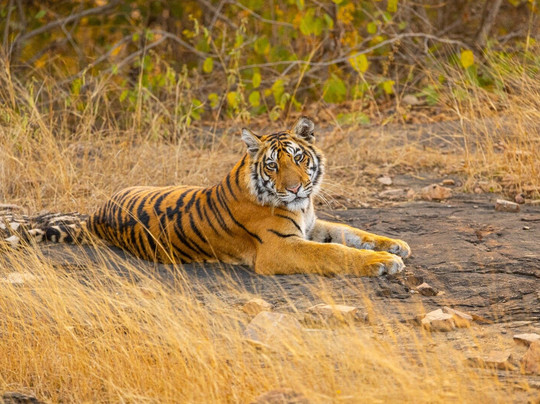 The Tiger Tours-瑟瓦伊马托布尔必去景点