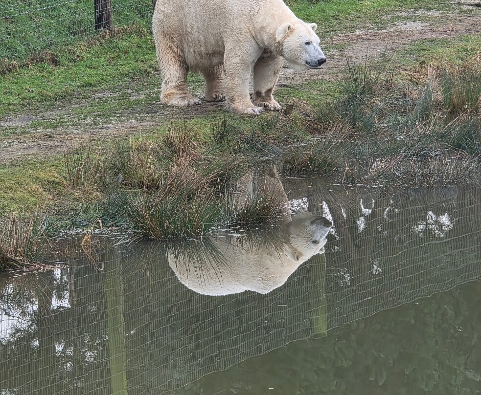 Yorkshire Wildlife Park-Auckley必去景点
