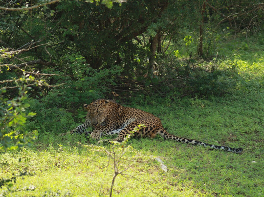 Roshan Safari-蒂瑟默哈拉默必去景点