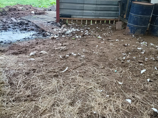 Alpaca Sanctuary-Pontardawe必去景点