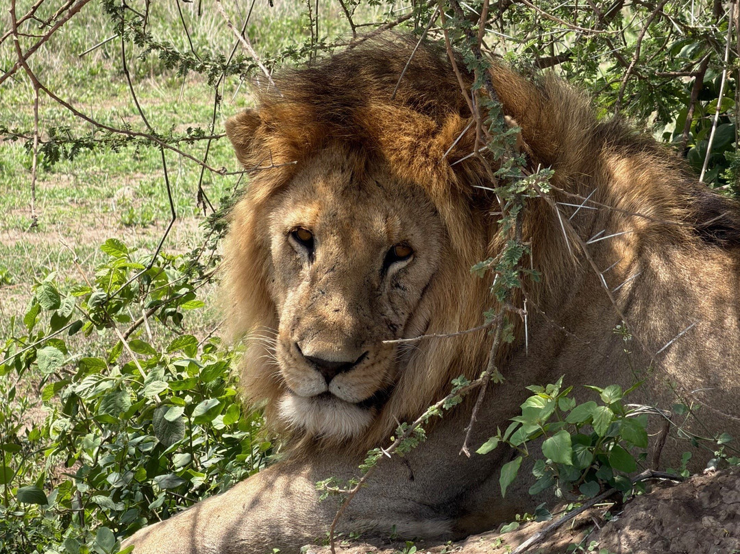 Karibu Safaris-Seefeld必去景点