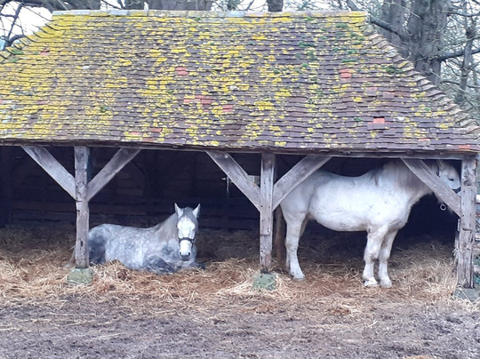 Weald & Downland Living Museum-Singleton必去景点