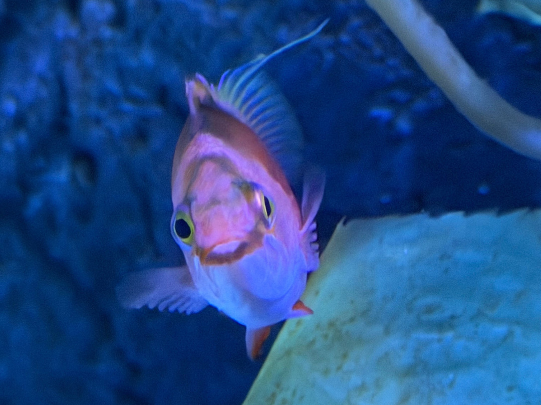 Marassi Aquarium & Underwater Zoo-Diyar Al Muharraq必去景点