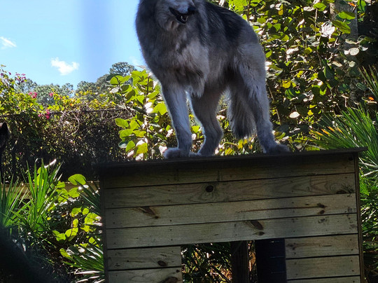 Shy Wolf Sanctuary Education & Experience Center-Golden Gate必去景点