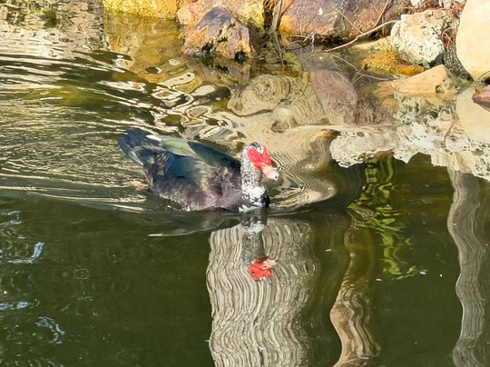 Crane's Roost Park-阿尔塔蒙特斯普林斯必去景点