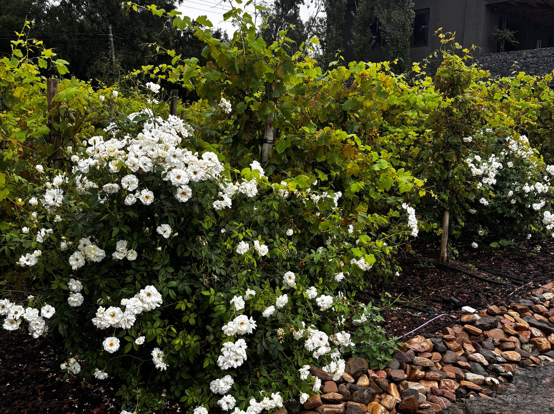 ESTANCIA VIGIL - ENOTURISMO EN BUENOS AIRES-Los Cardales必去景点