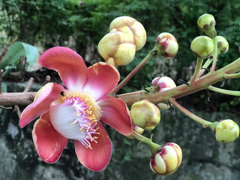 Kepong Botanical Garden-吉隆坡必去景点