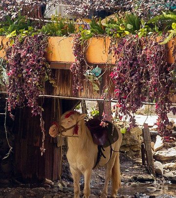 Cat Cat village-沙巴必去景点