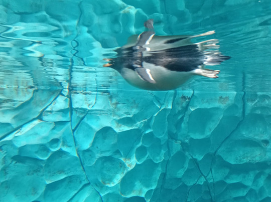 SeaWorld Yas Island Abu Dhabi-阿布扎比必去景点