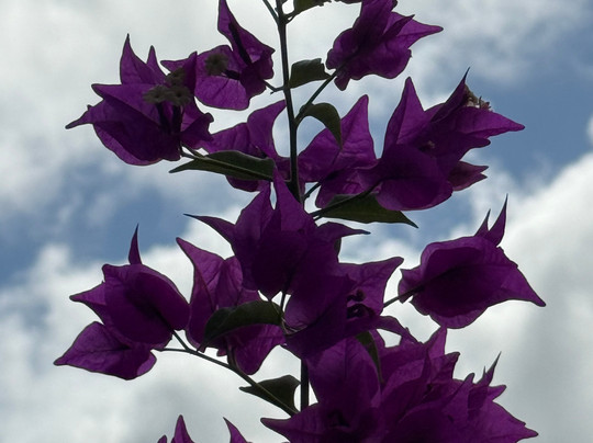 Habitation Clement-Le Francois必去景点