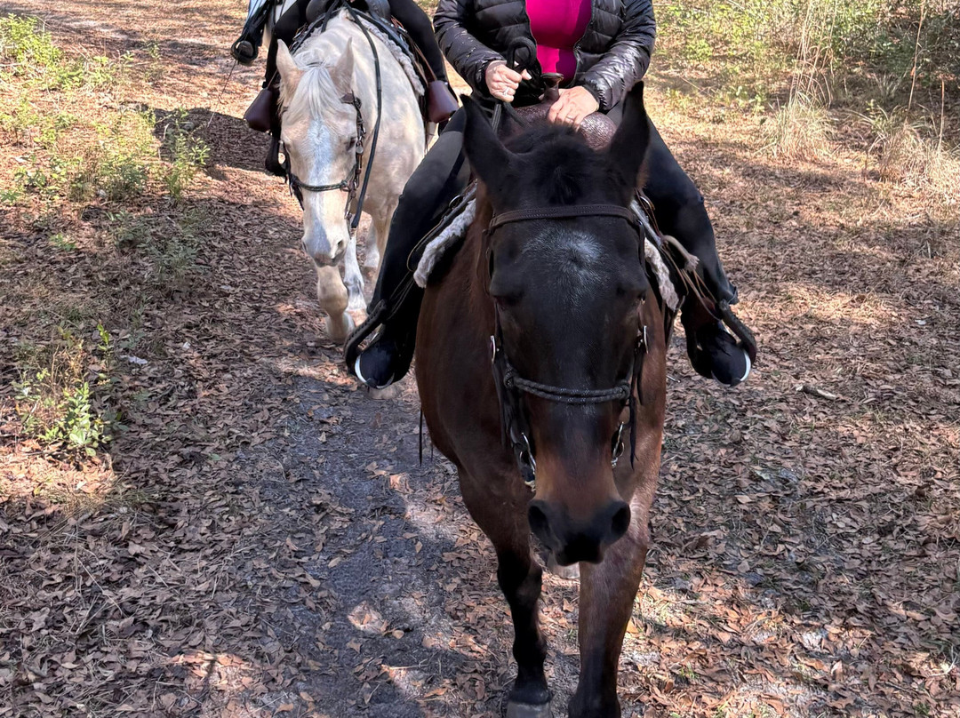 Black Prong Adventures Horseback Riding And Carriage Tours In The Goethe State Forest-Bronson必去景点