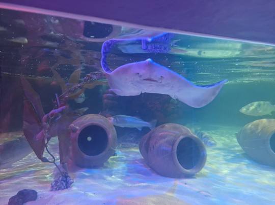 Sea Life Scarborough-斯卡伯勒必去景点