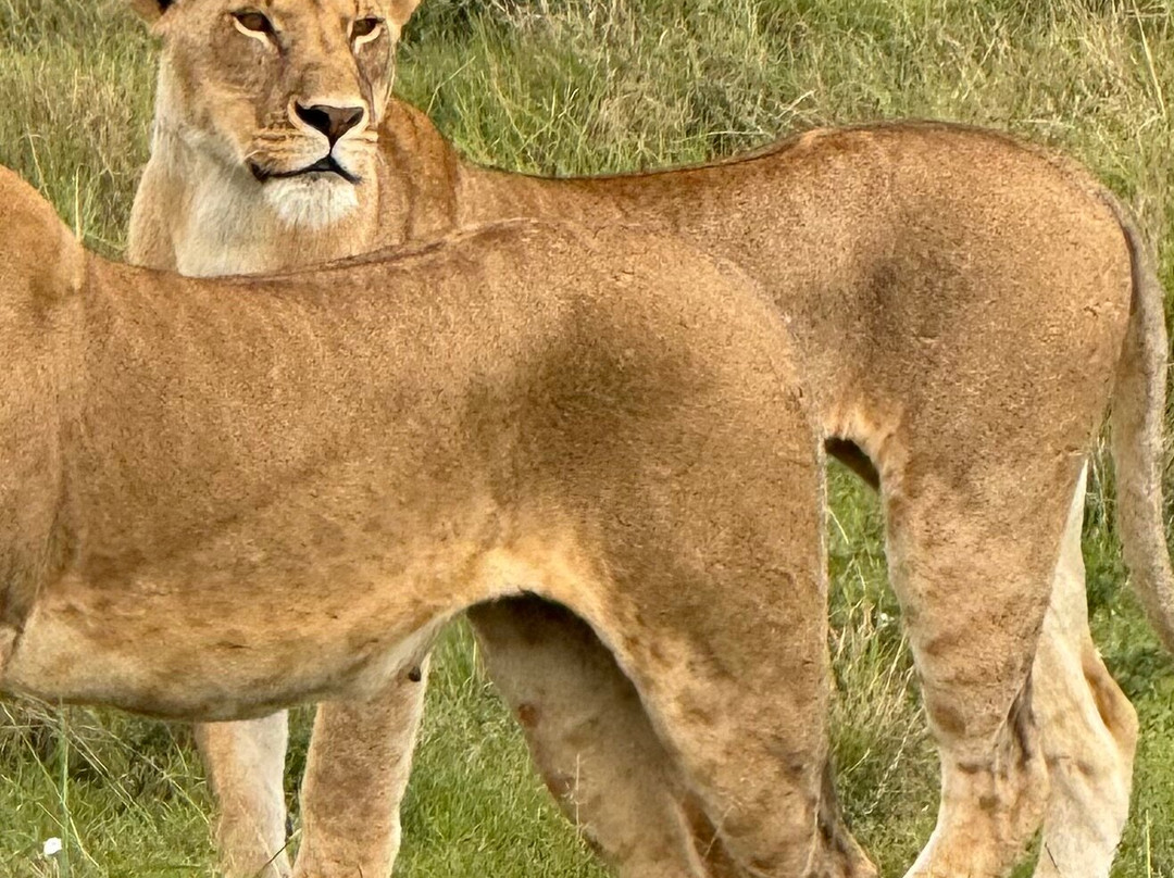 Mufasa Tours and Travels-内罗毕必去景点