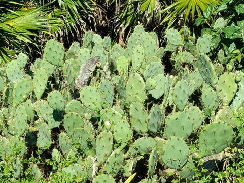 Anker Tours-普拉亚德尔卡曼必去景点