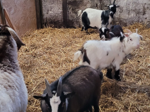 Kinedale Donkeys-Ballynahinch必去景点