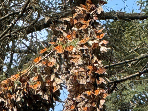 Living Dreams Mexico-墨西哥城必去景点
