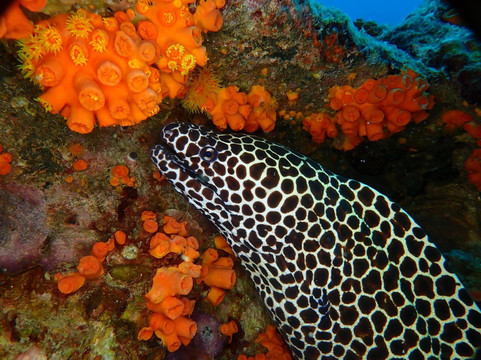 The Junk Liveaboards-Chalong必去景点