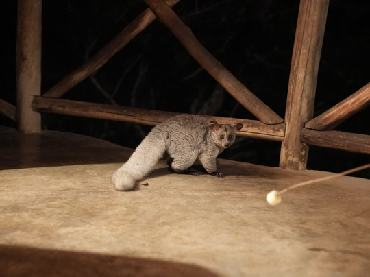 Gorillas and Wildlife Safaris-布恩迪难以穿越的国家公园必去景点