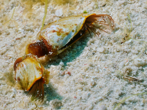 Maite Marine Sanctuary-圣胡安必去景点