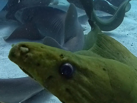 Captain Slate's SCUBA Adventures-Tavernier必去景点