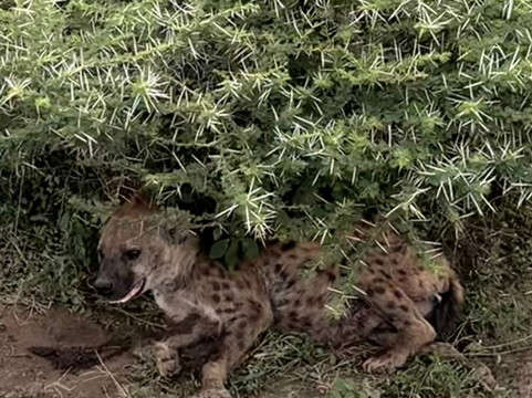 Safari360-莫西必去景点