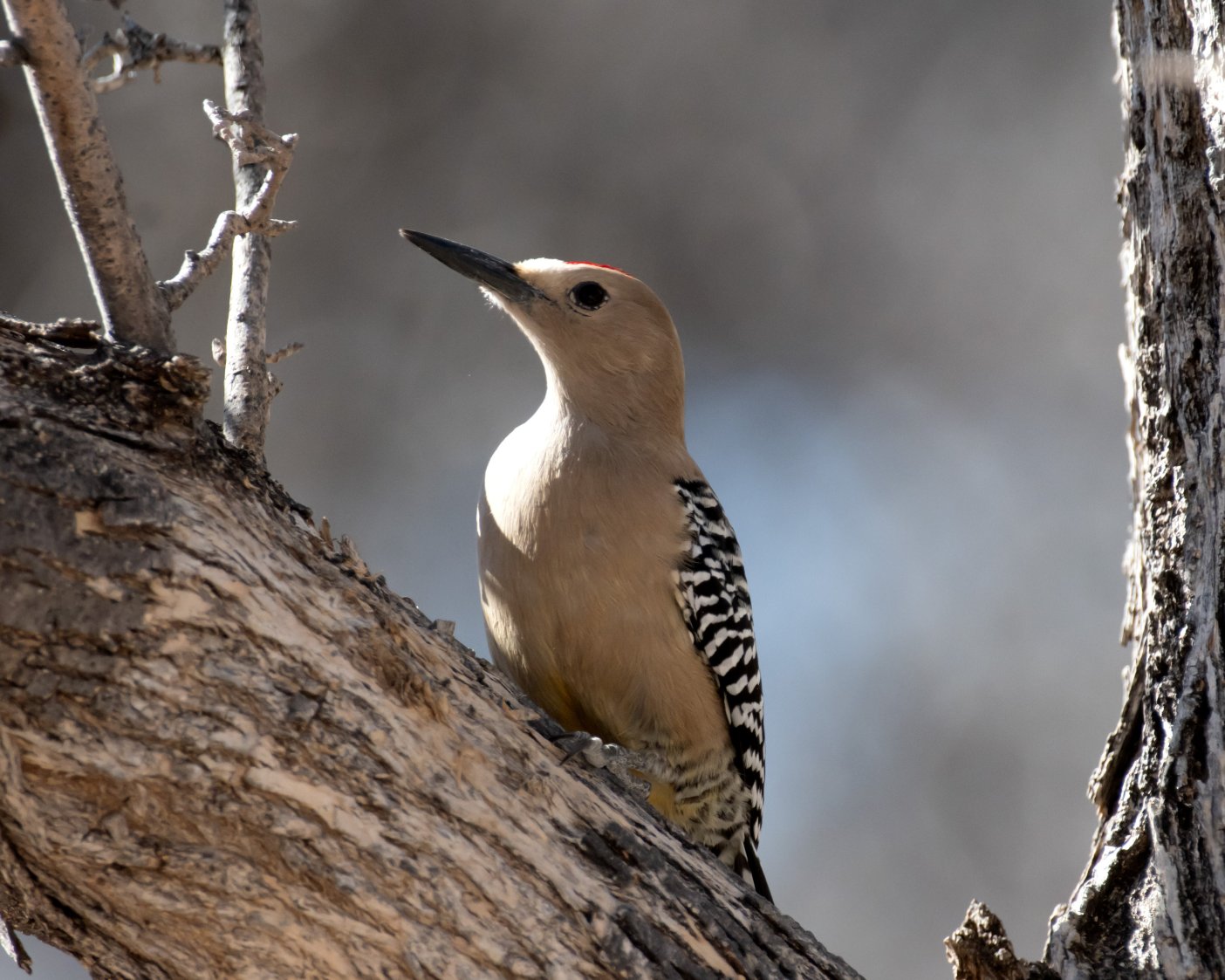 Ramsey Canyon Inn Bed and Breakfast-官方