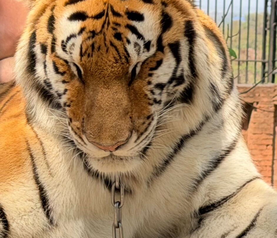 Hua Hin Safari-华欣必去景点