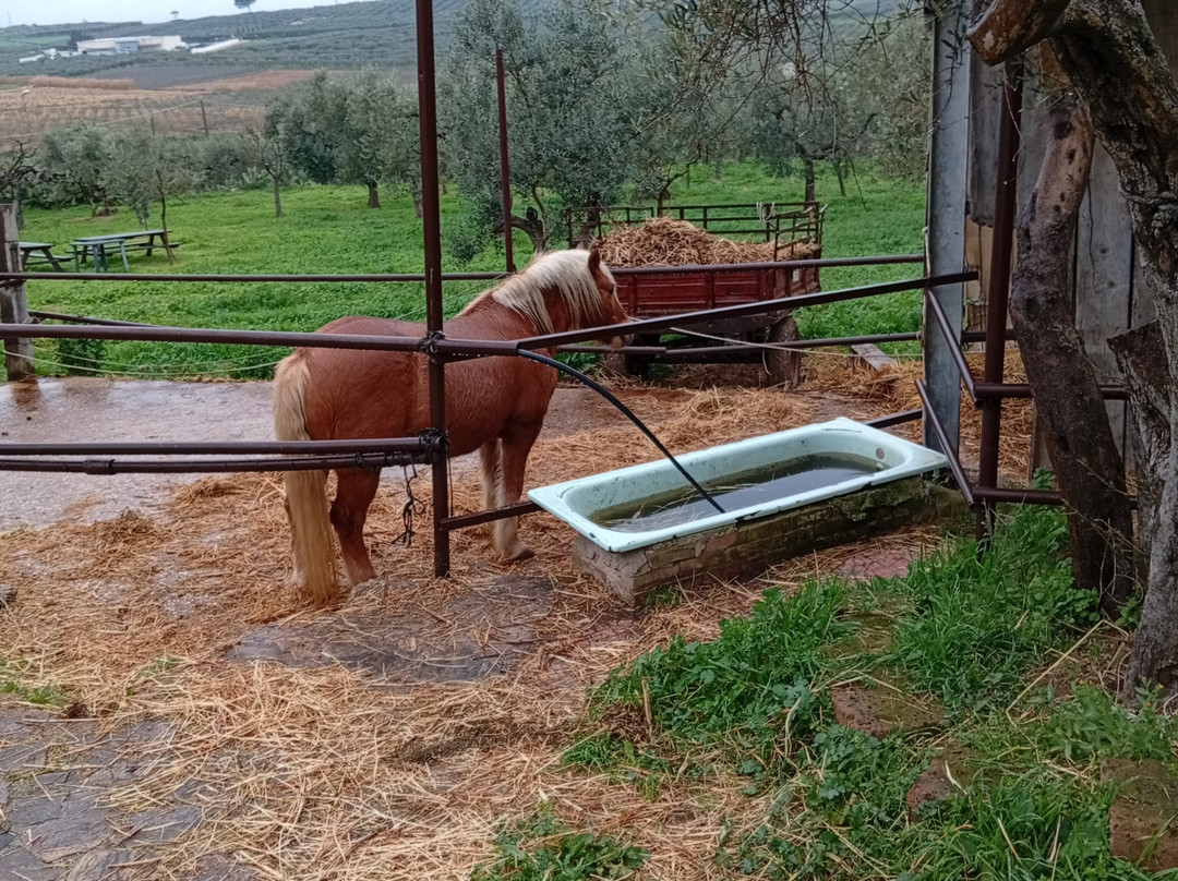 Fattoria Rovello-San Paolo di Civitate必去景点