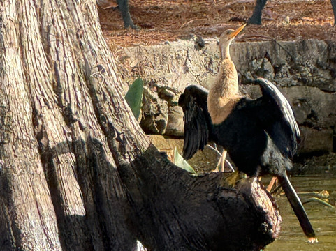 CatBoat Adventure Tours-Mount Dora必去景点