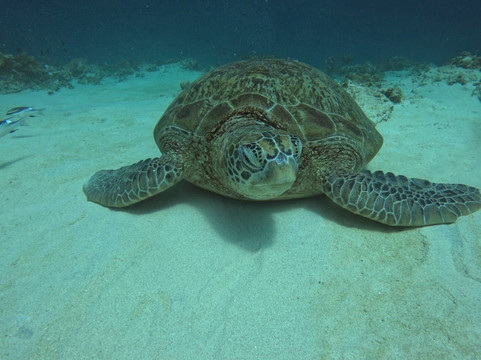 Dugong Dive Center-San Jose必去景点